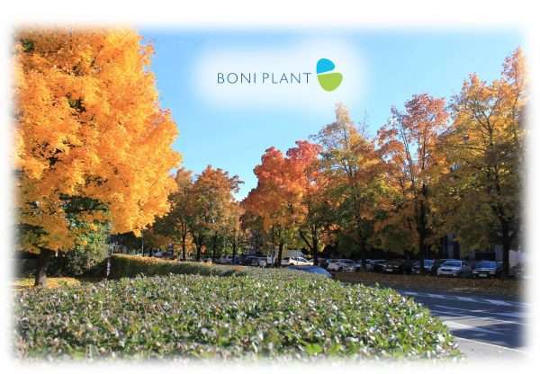 Jesenje pripreme - čistoća uz ekološke proizvode Boni Plant