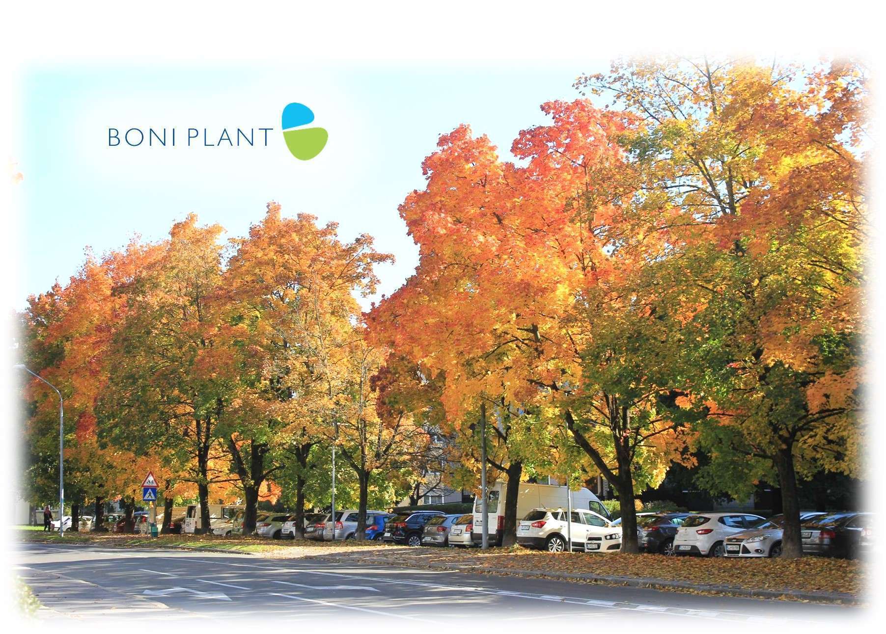 jesen-boniplant-priroda-prirodniproizvodi-jesenjepripreme-grad-selo-domacinstvo-auta